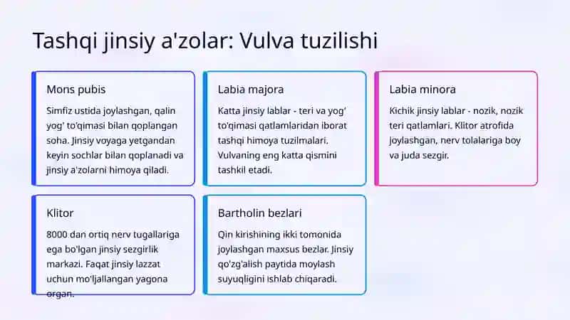 Ayollar jinsiy tizimining anatomik tuzilishi 2