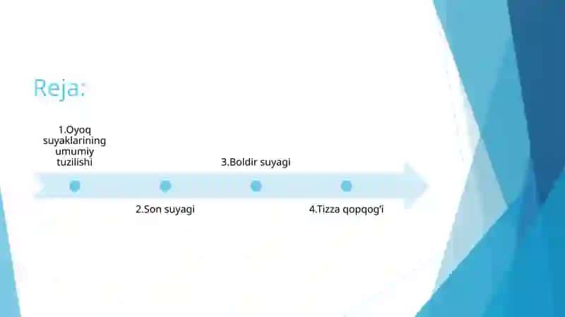 Oyoqning erkin suyaklari son, boldir, tizza qopqog’i 2
