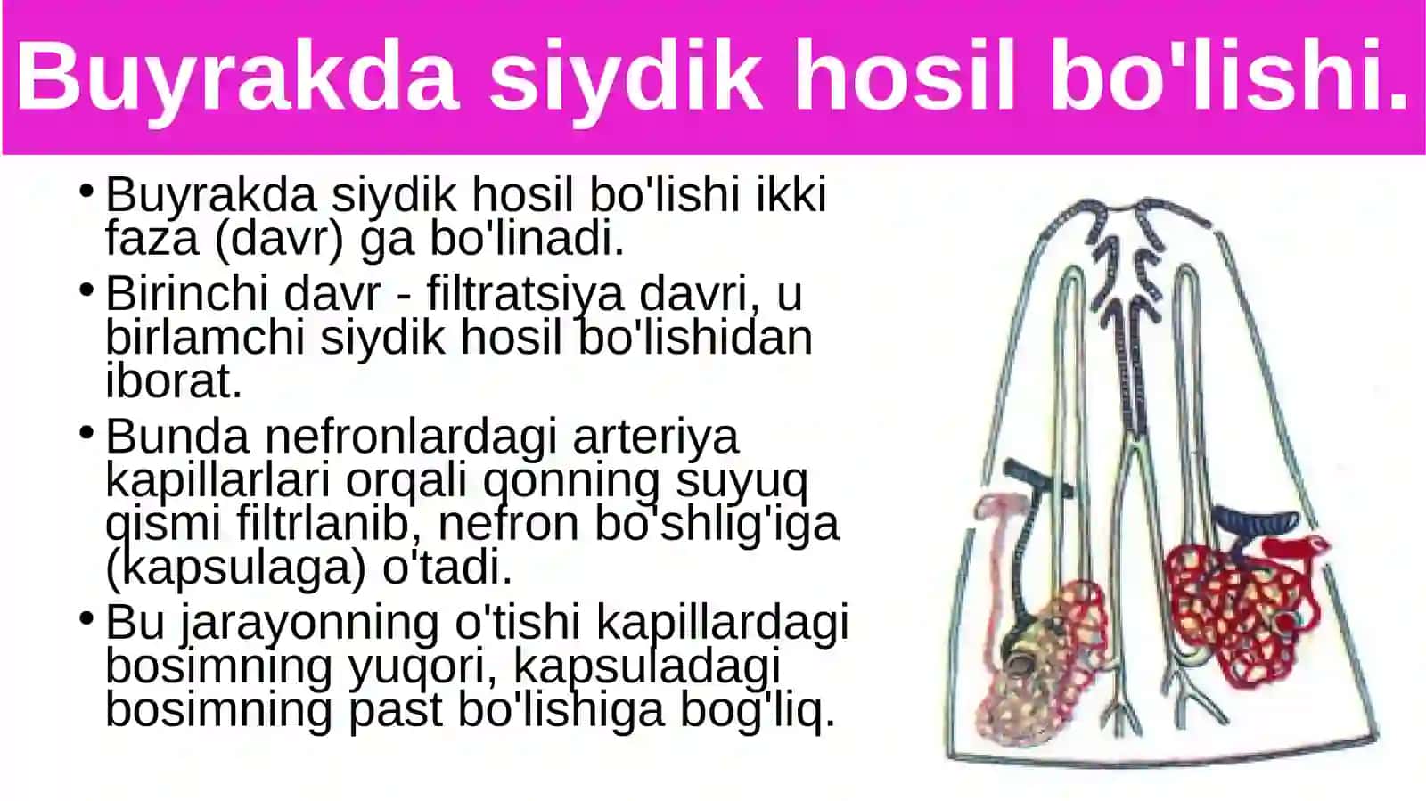 Siydikajratish organlarining funksiyasi 2