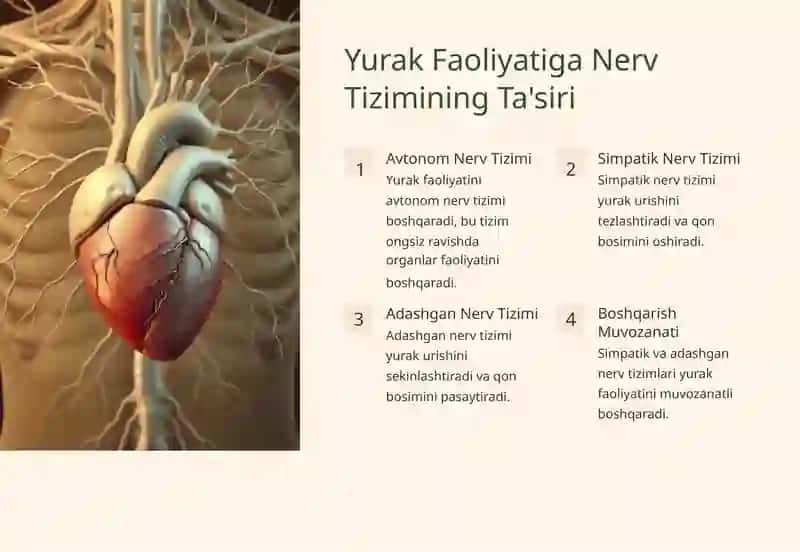 Yurak va Qon-Tomir Tizimining Muhimligi 2