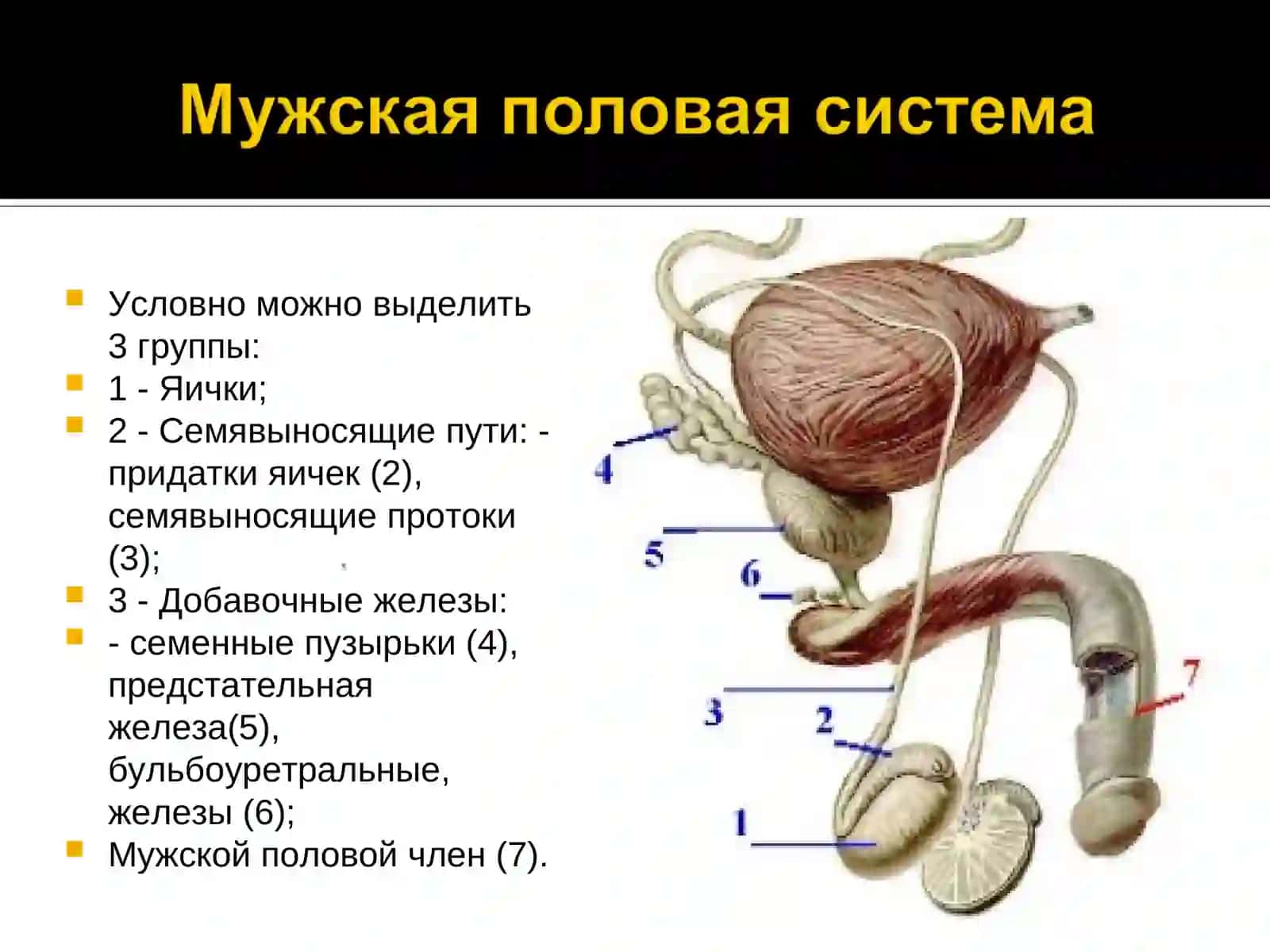 Мужская половая система 2