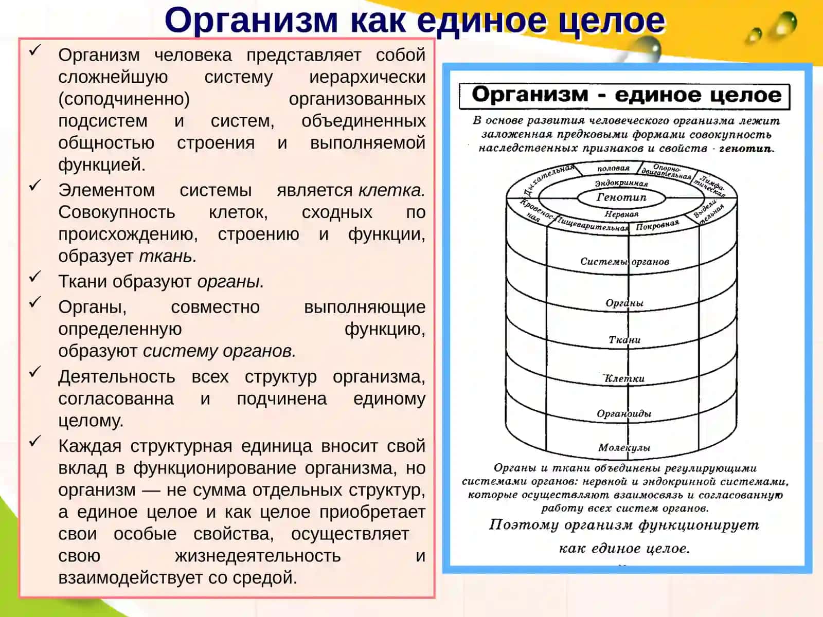 Нервная система человека 2