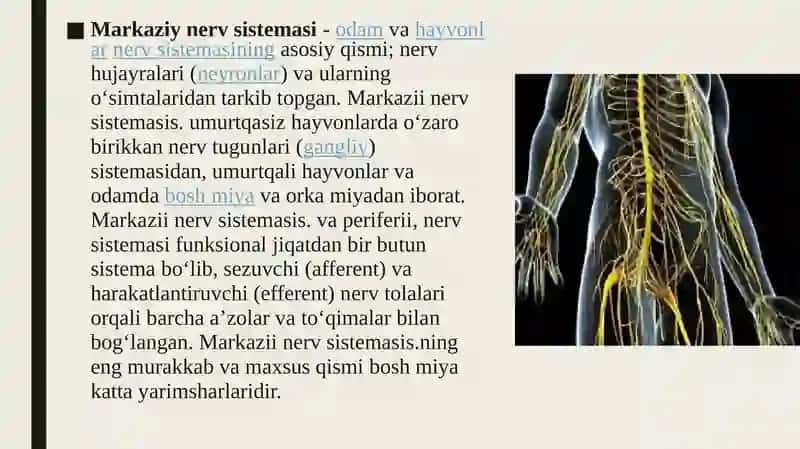 Nerv sismasini oʻrganish usullari 2