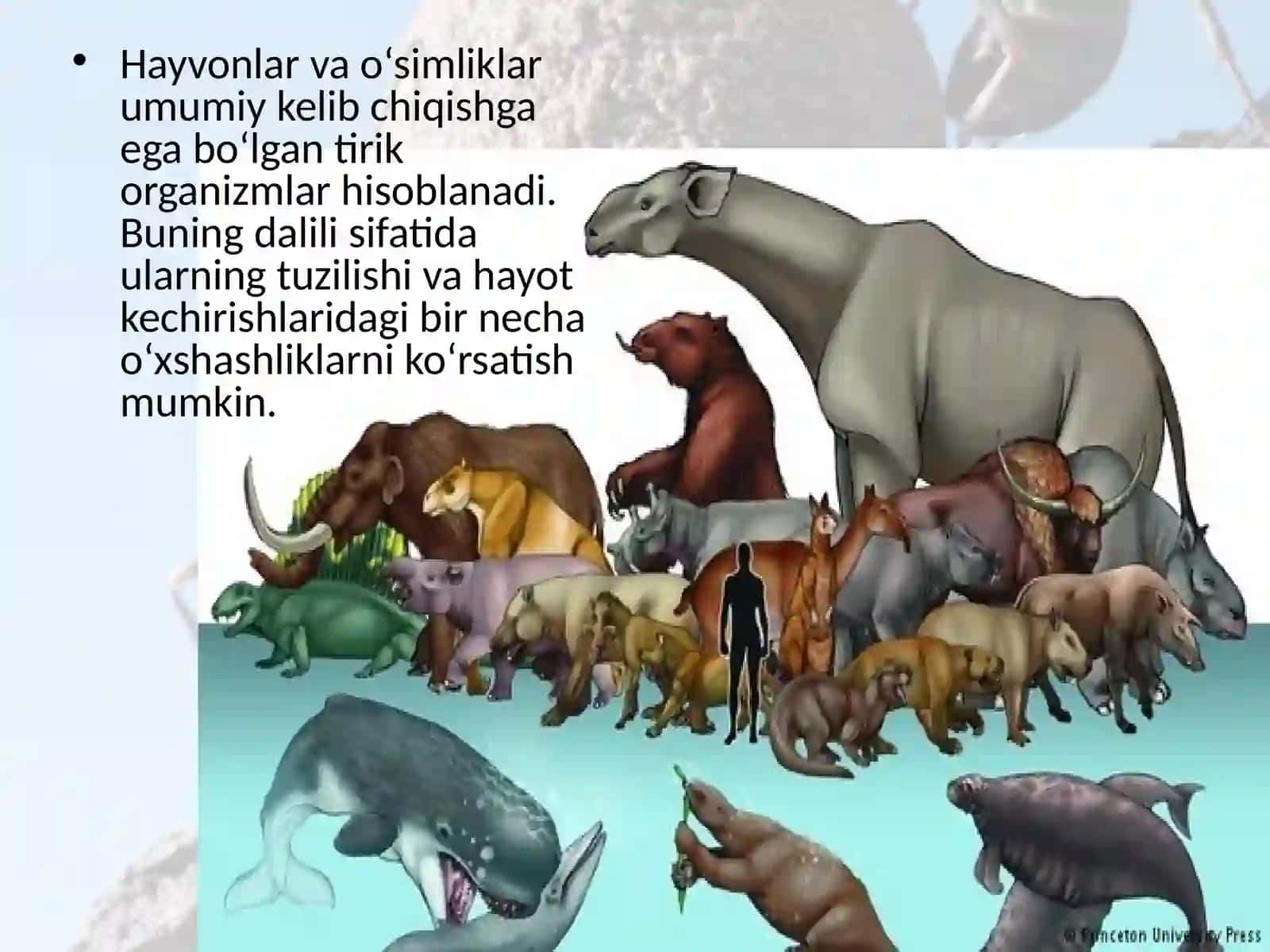 Hayvonlar dunyosi 2