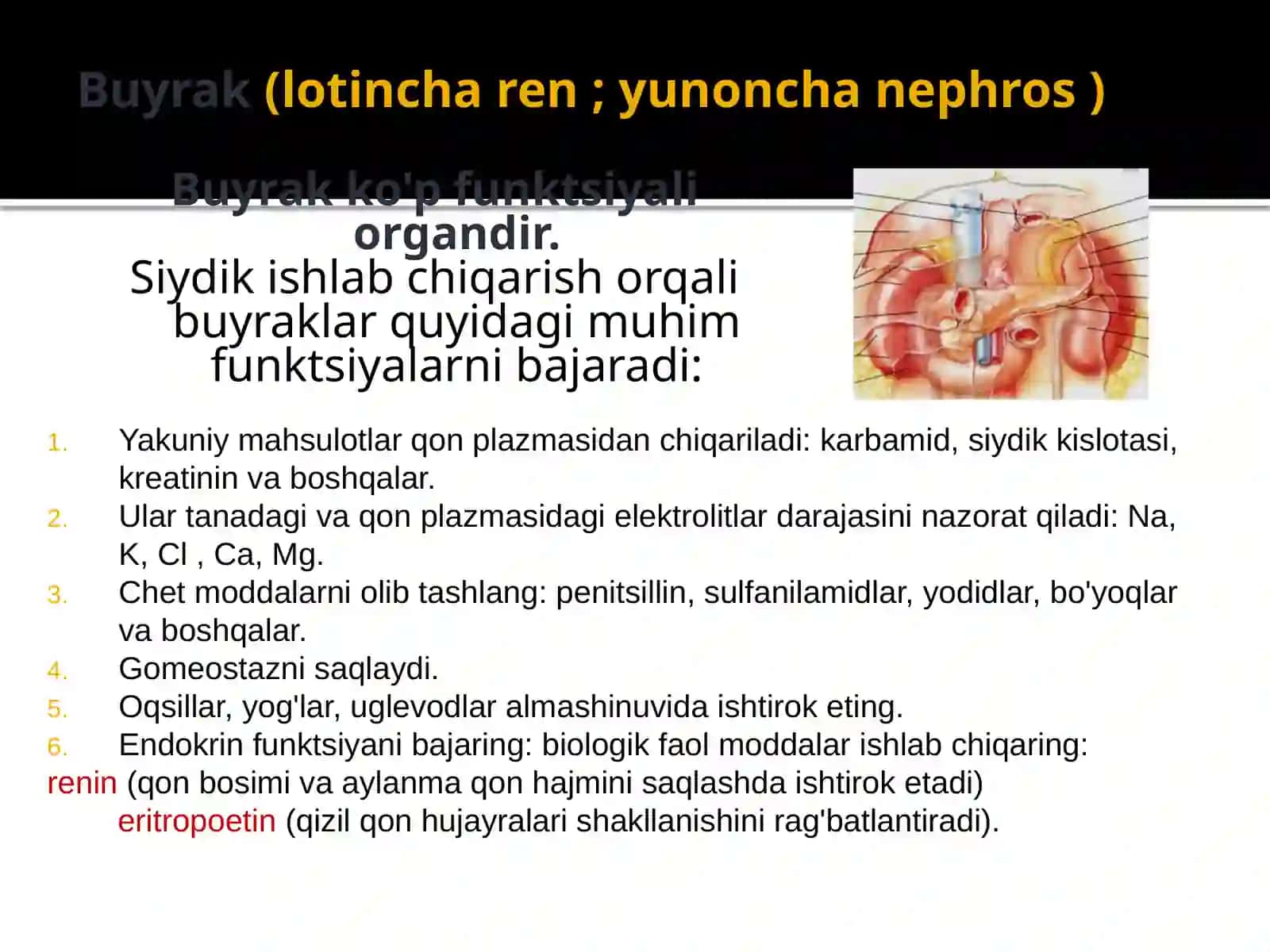 Siydik chiqarish tizimi 2