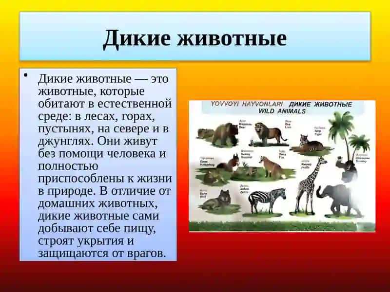 Дикие животные 2