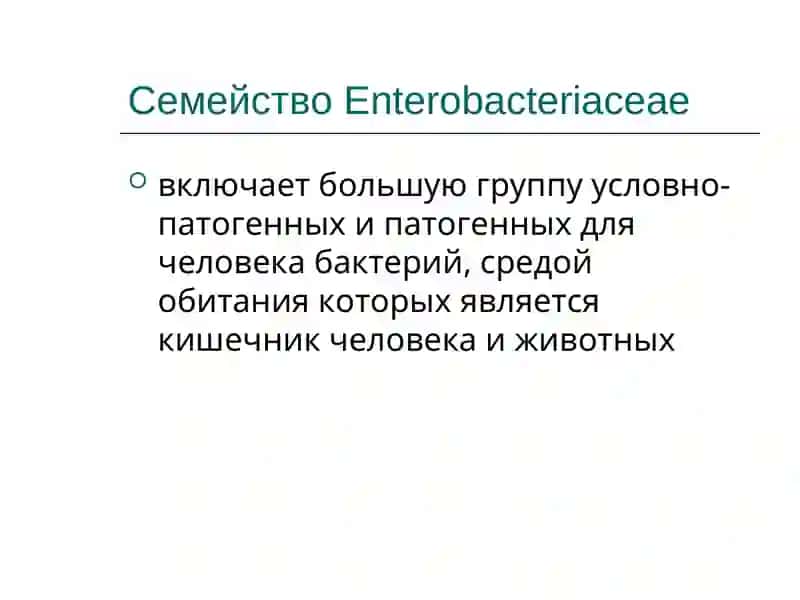 Энтеробактерии 2