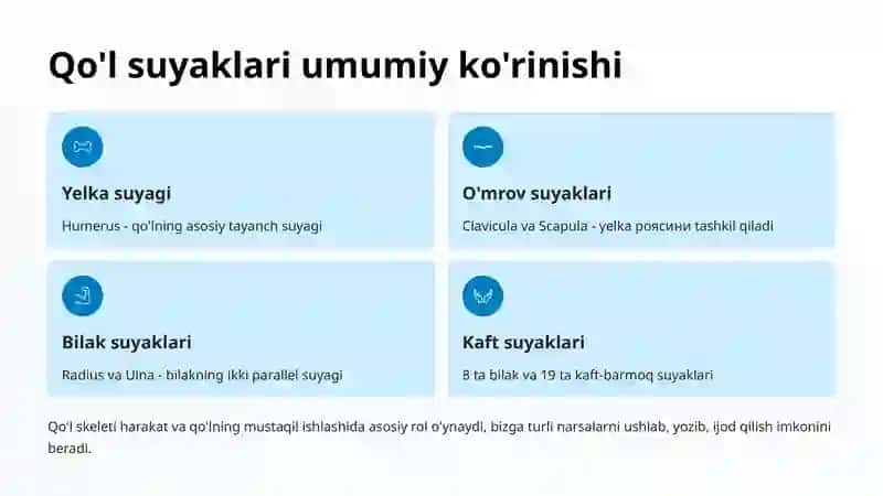 Bilak va Qo'l Suyaklari Anatomiyasi 2