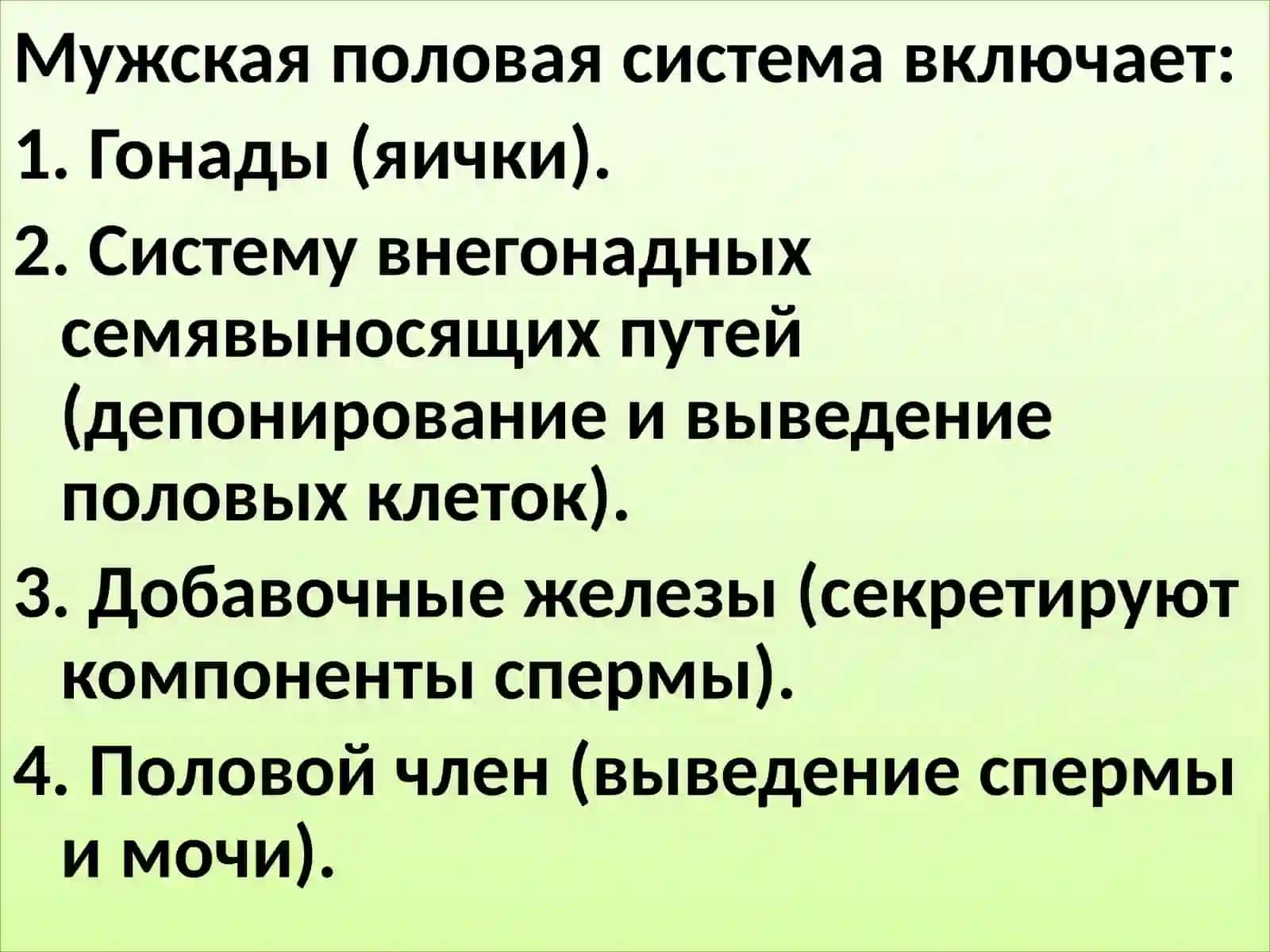 Мужская половая система 2