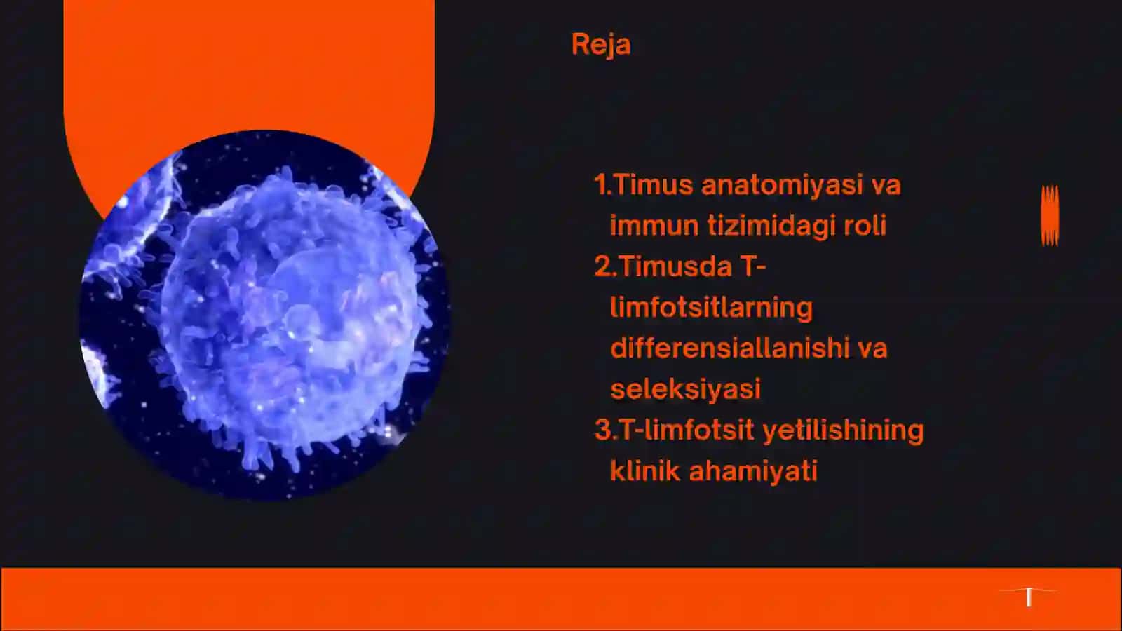 Timusda T-limfotsitlar yetilish 2