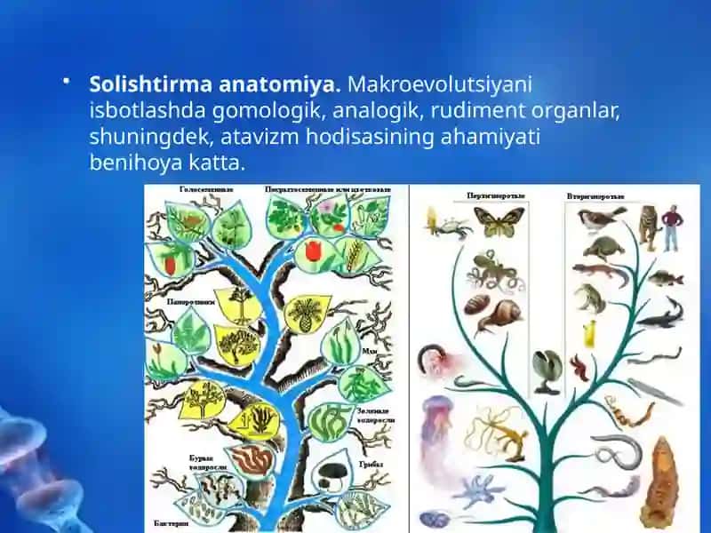 Evolutsiyani Isbotlashda Solishtirmaanatomiya 2