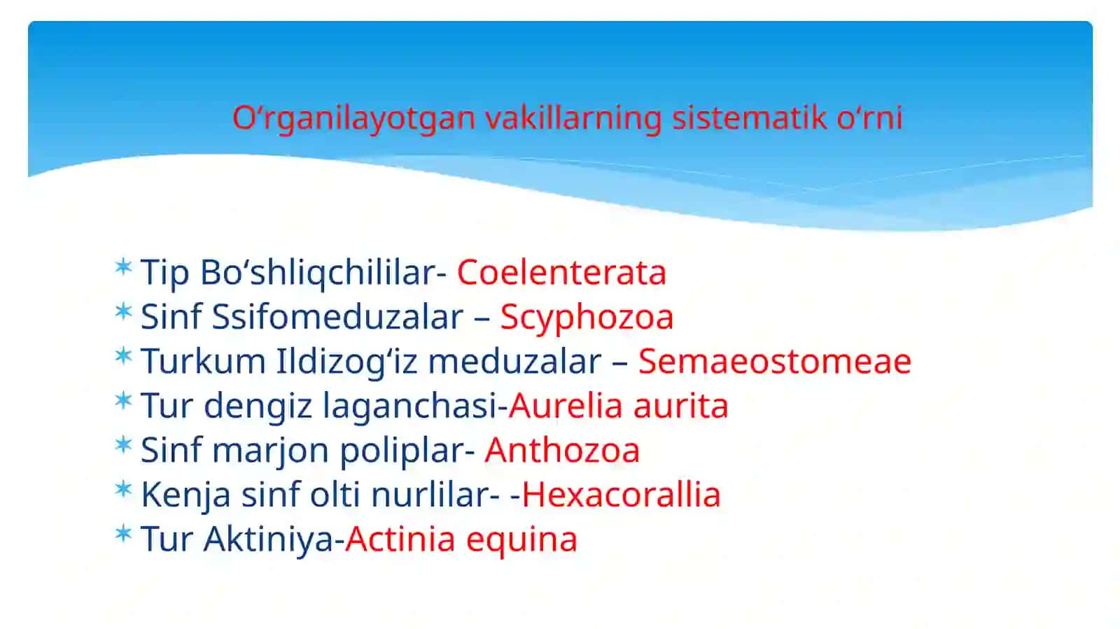 Aurelyaauritava aktiniyalarning tuzilishi 2