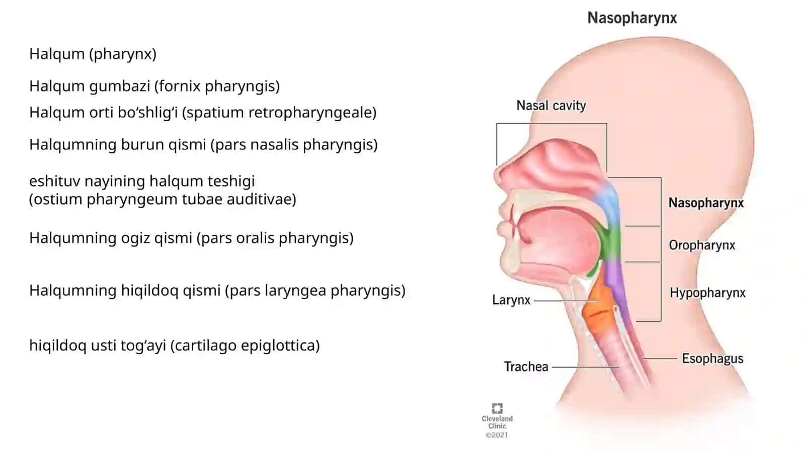 Halqum,qizilo’ngach,me’da 2