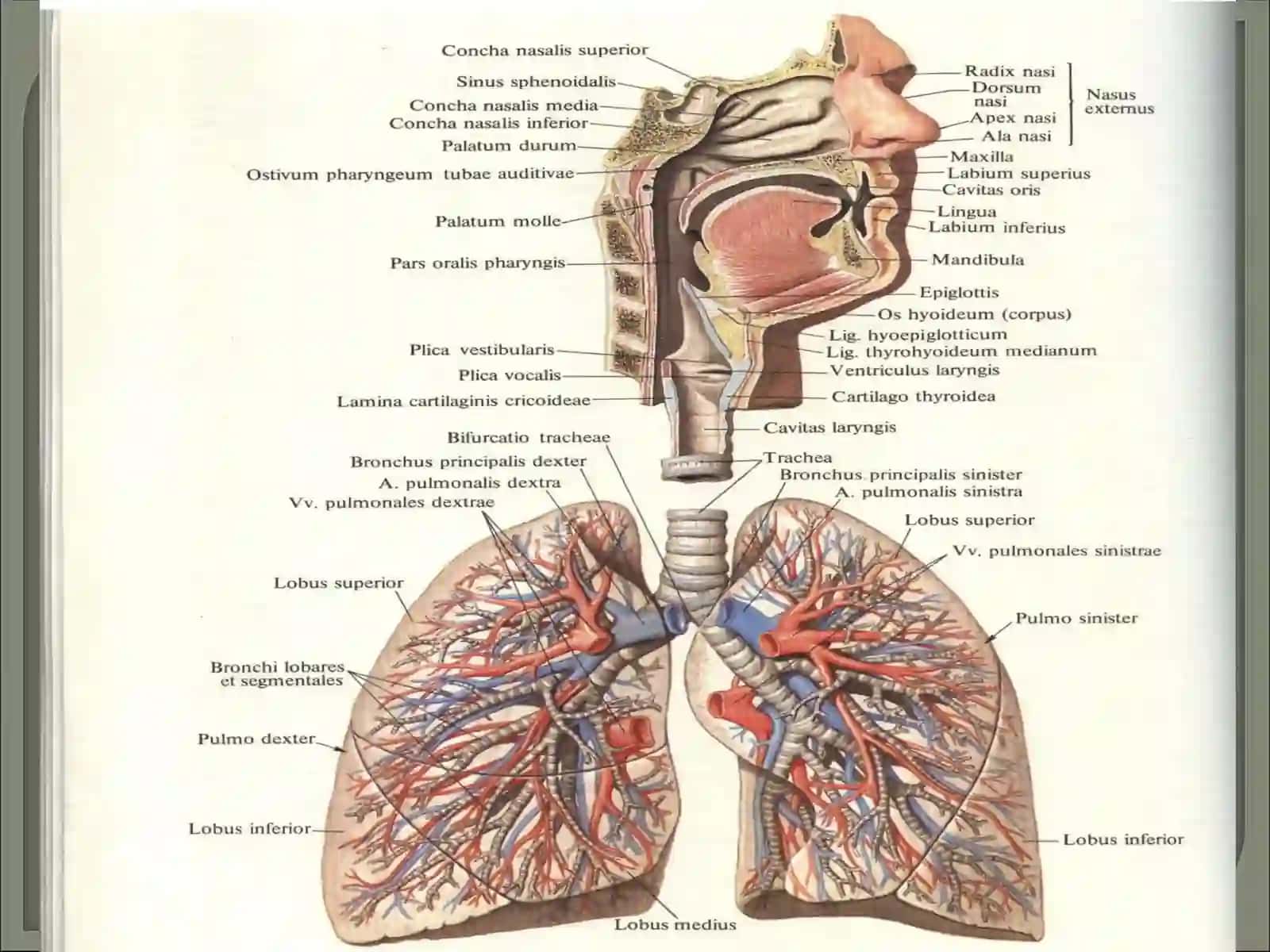 «НАФАС ОЛИШ АЪЗОЛАРИНИНГ ФУНКЦИОНАЛ АНАТОМИЯСИ» 2