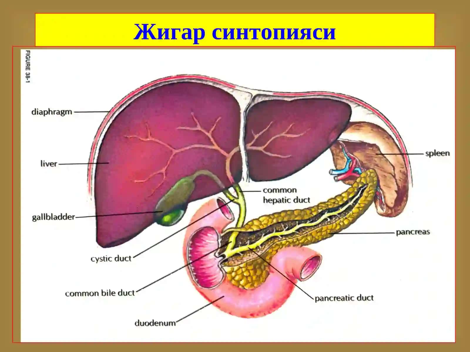 Жигар хирургик касалликлари 2