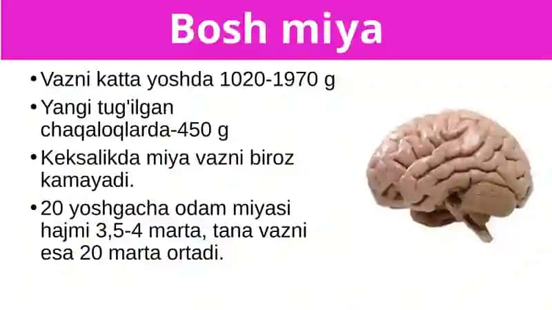 Boshmiyaning tuzilishi va funksiyasi 2