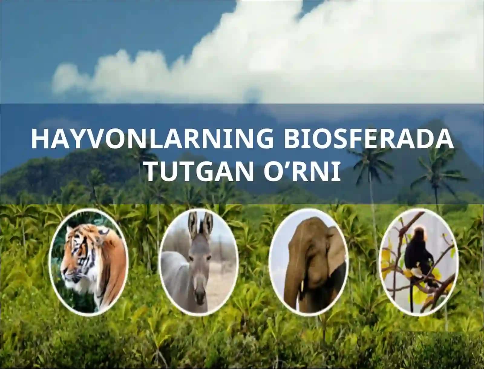 Hayvonlarning Biosferada Tutgan O'rni 2