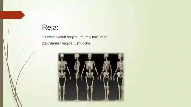 Skelet vauning boylamlari 2