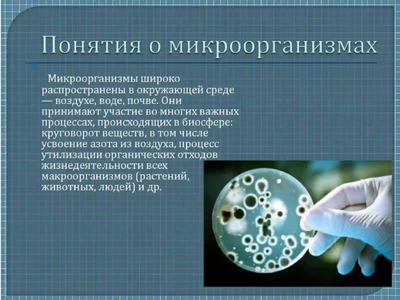МИКРООРГАНИЗМЫ 2