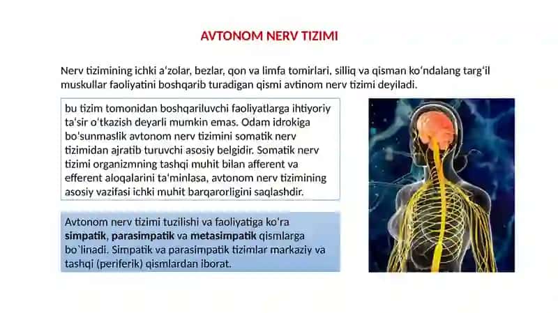 Vegetativ asab sistemasini o‘rganish 2