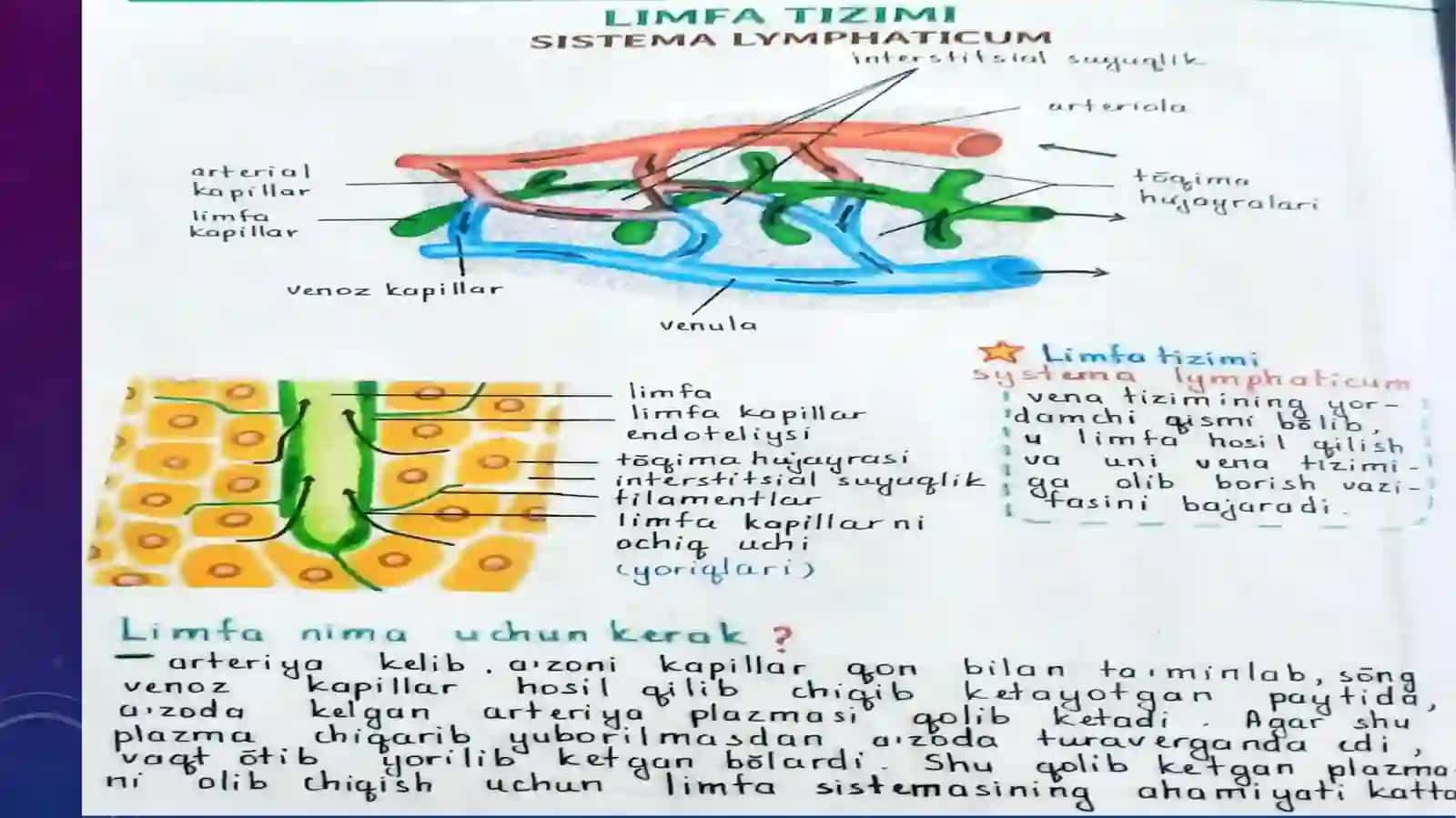 Limfa sistemasi 2