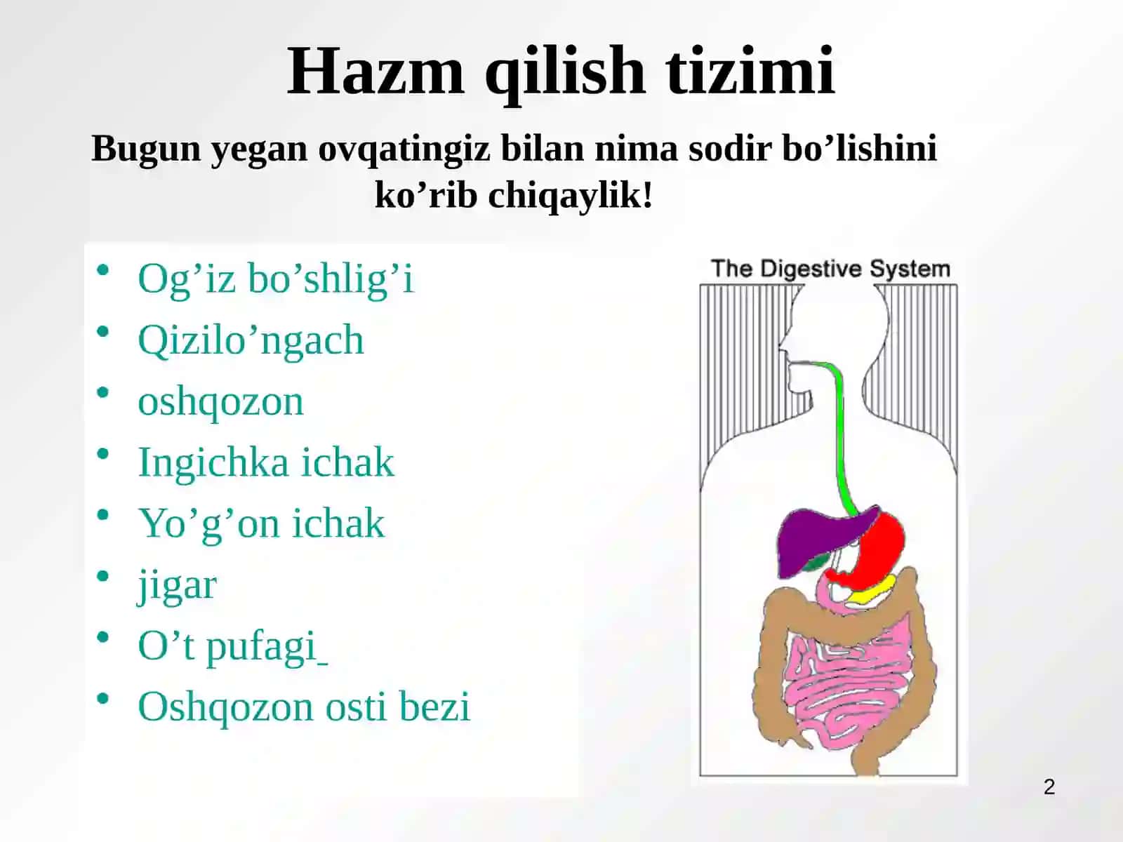 Hazm qilish tizimi 2