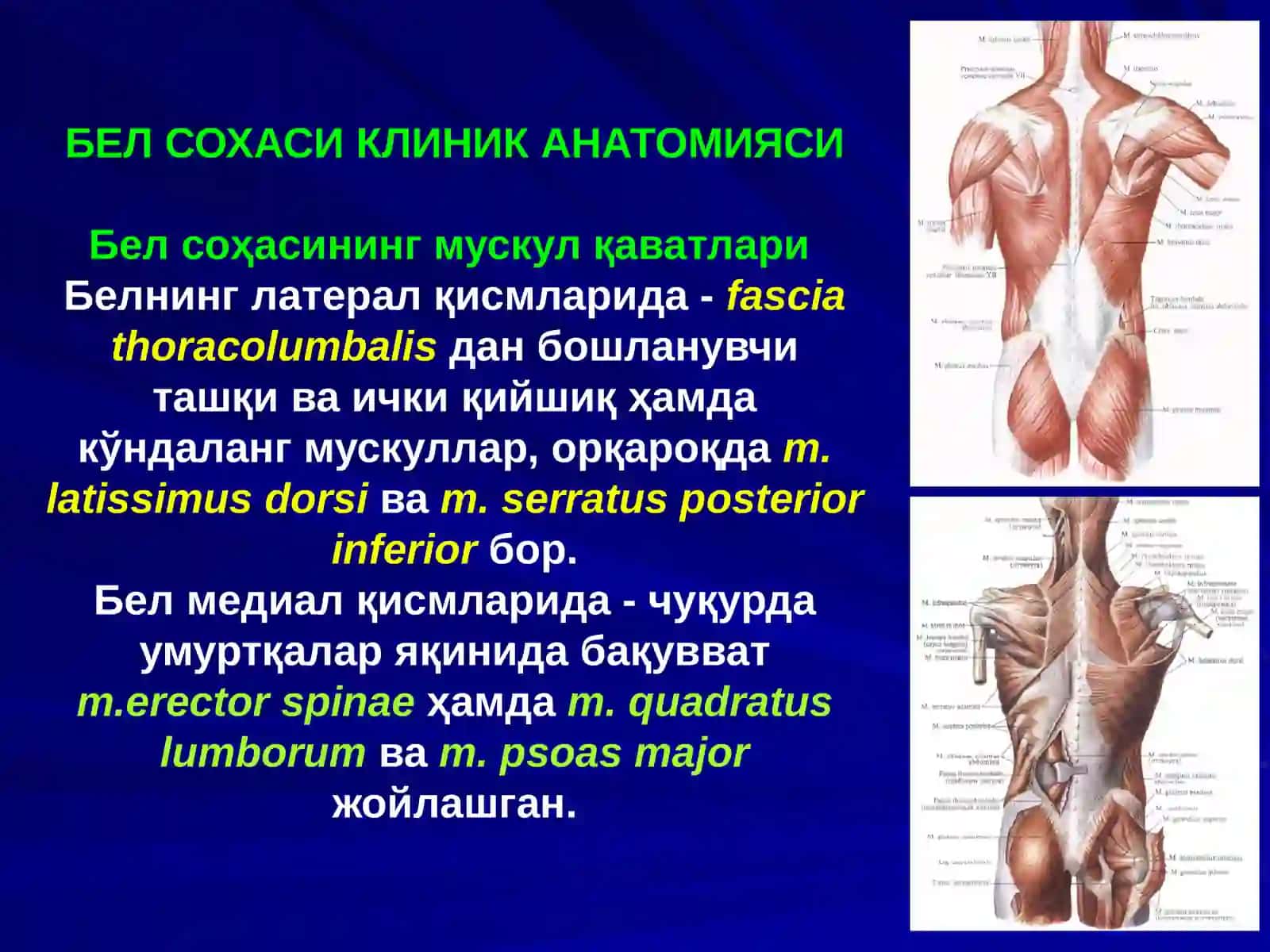 Бел соҳаси ва қоринпарда орти бўшлиғи клиник анатомияси 2