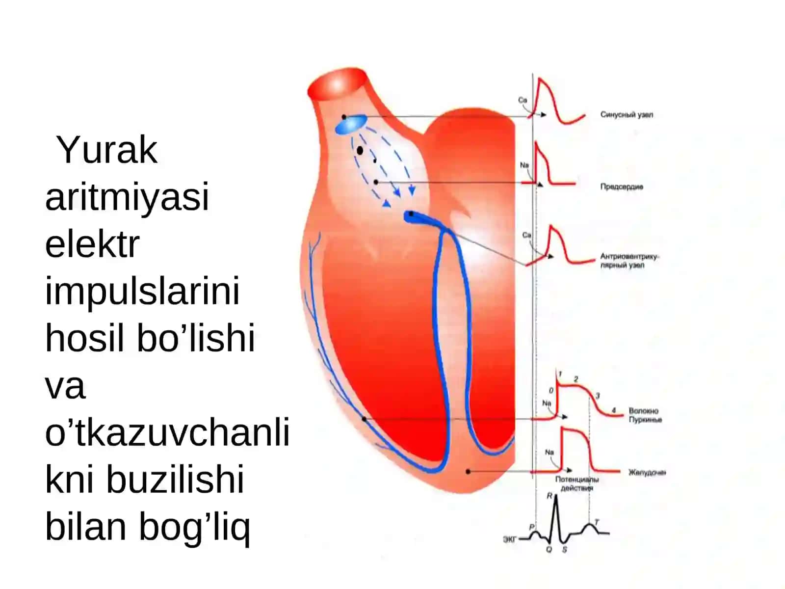 ARITMIYAGA QARSHI DORILAR 2