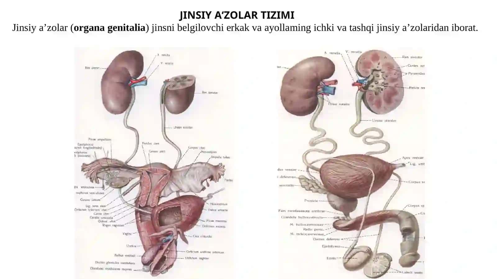 JINSIY A‘ZOLAR TIZIMI 2