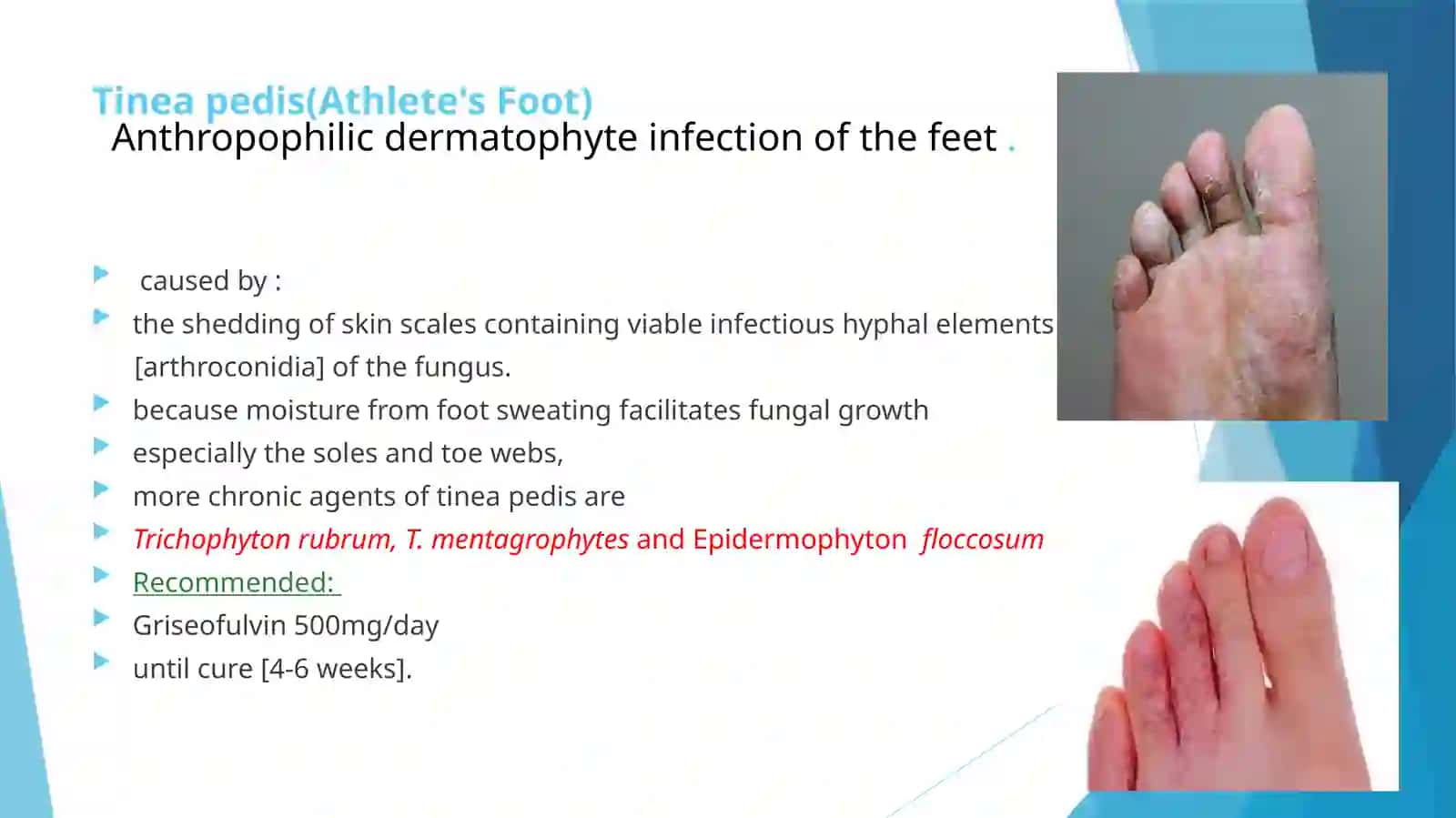 Medical Mycology Lecture 2