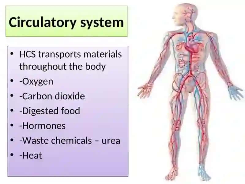 The Heart and the Vascular System 2
