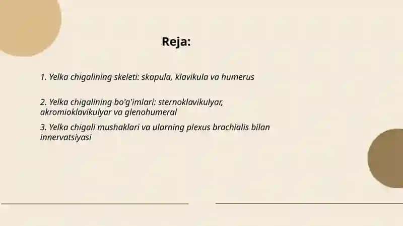 Yelka chigali. Plexus brachialis 2