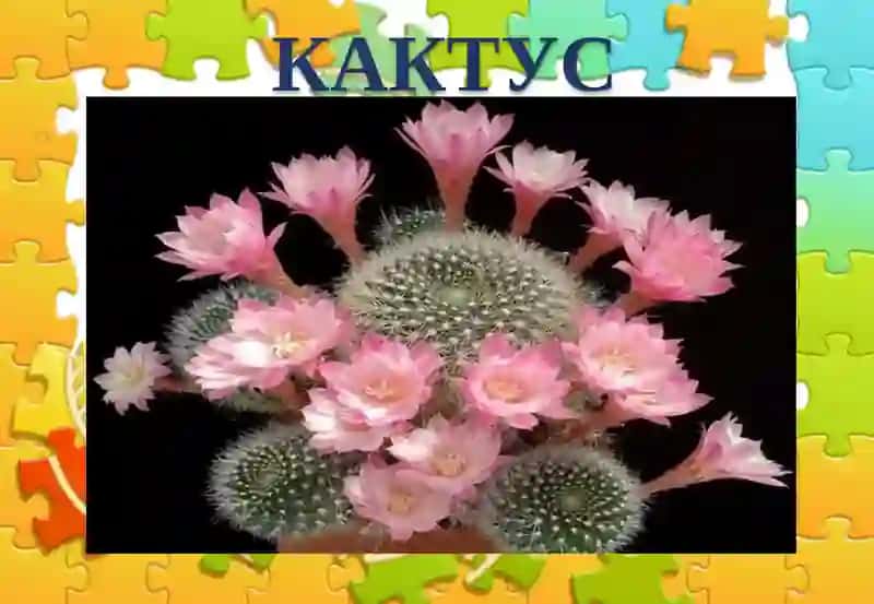 КАКТУС 2