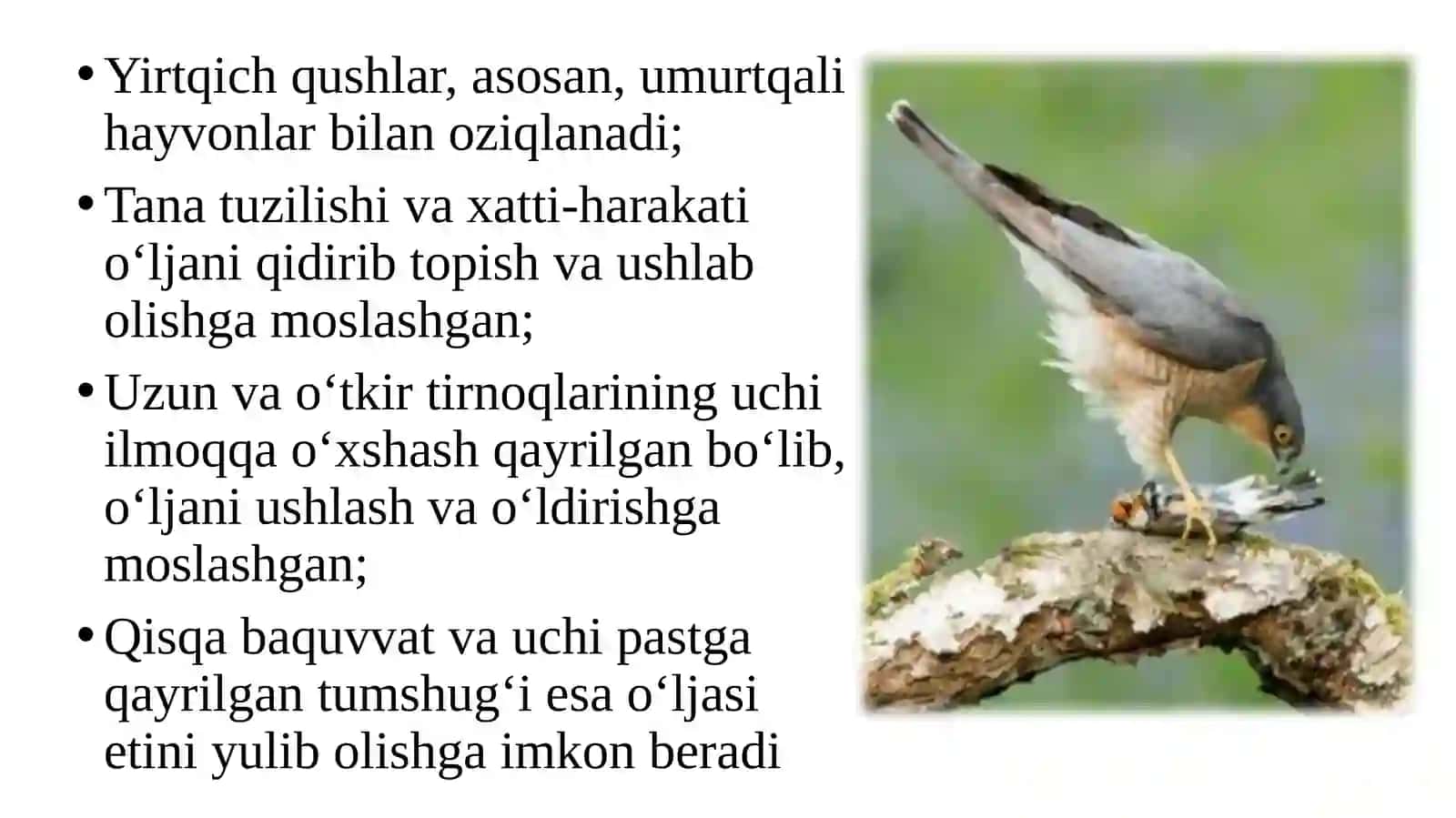 Yirtqichqushlar 2