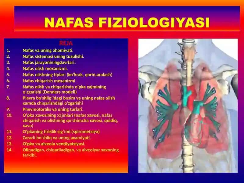Nafas a'zolari fiziologiyasi pptx 2