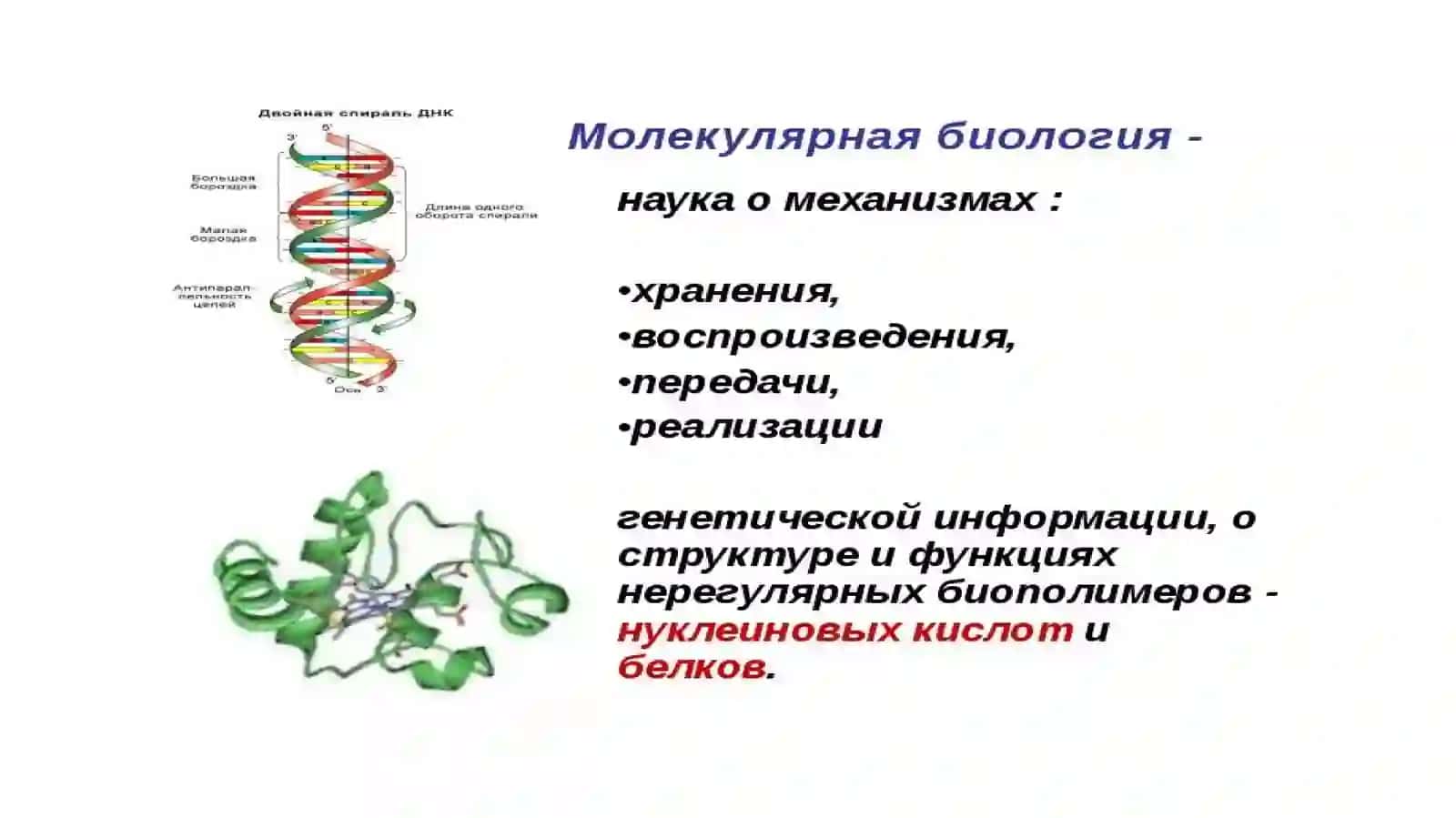 Введение в молекулярную биологию 2