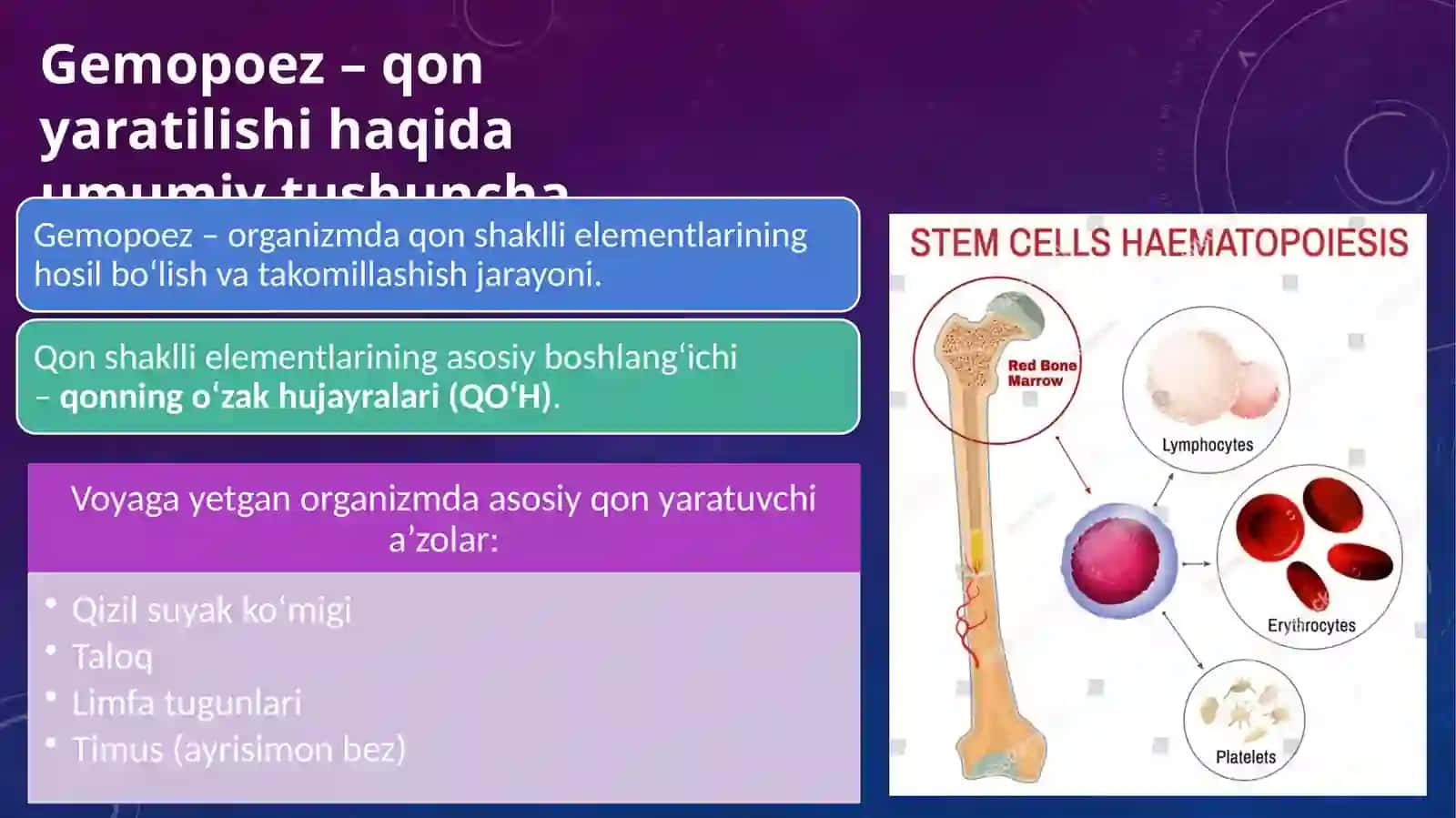 Postembrional qon hosil bo‘lish (Gemopoez) 2