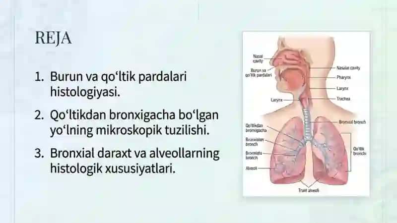 havo oʻtkazuv yoʻllari Gistologiyasi 2