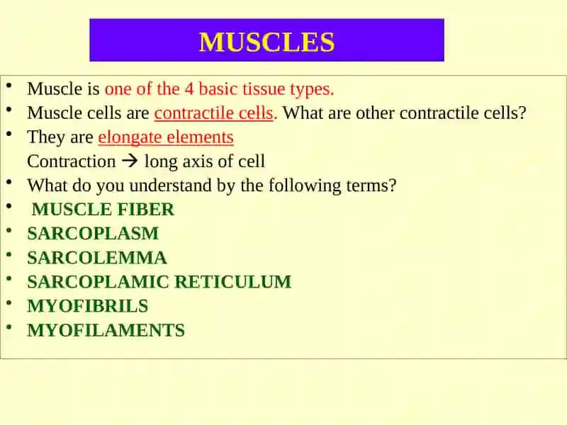 Muscular Tissue 2