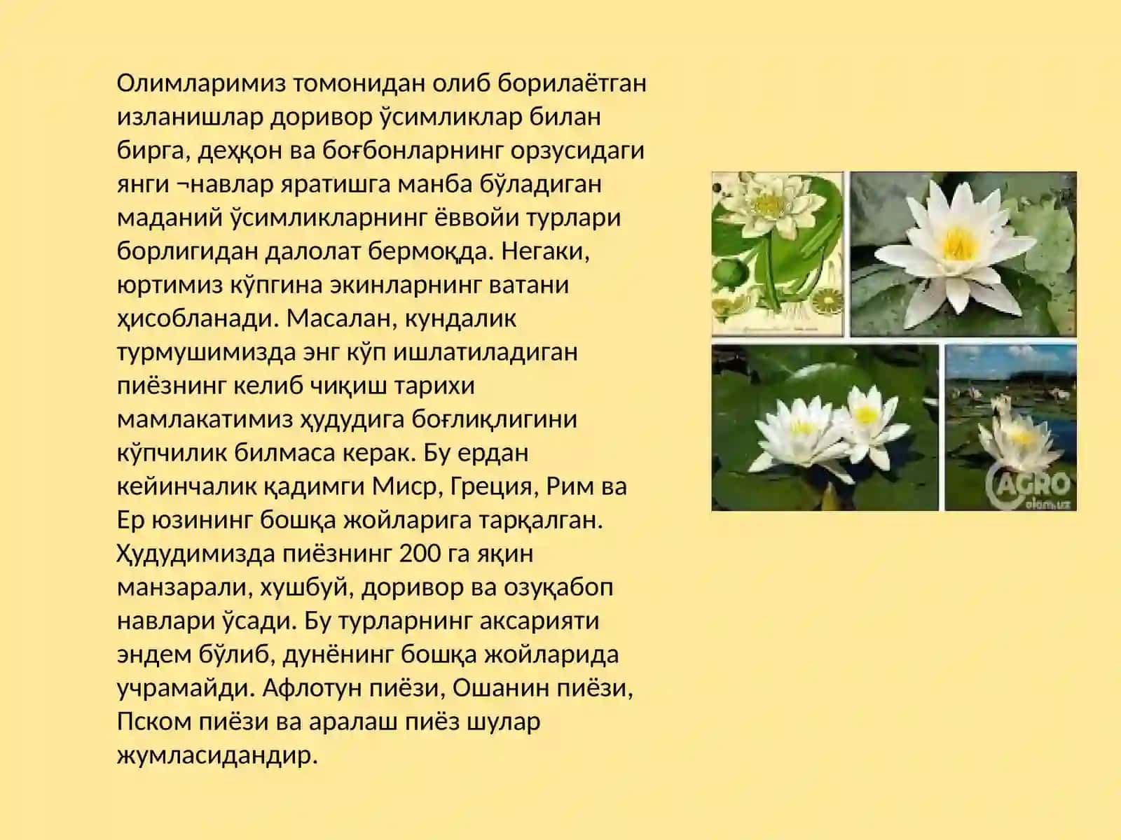 МАНЗАРАЛИ ДОРИВОР ЎСИМЛИКЛАР 2
