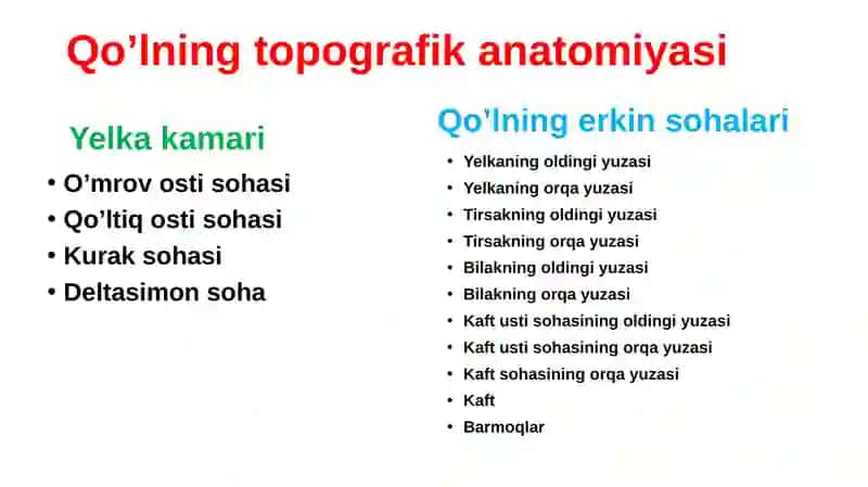 Qo‘lning topografik anatomiyasi. Yelka kamari: o‘mrov osti, deltasimon, qo‘ltiq osti va kurak sohalari. Yelkaning oldingi va orqa sohalari. Tirsakning oldingi va orqa sohalari, tirsak chuqurchasi topografik anatomiyasi. Tirsak bo‘g‘imi. 2