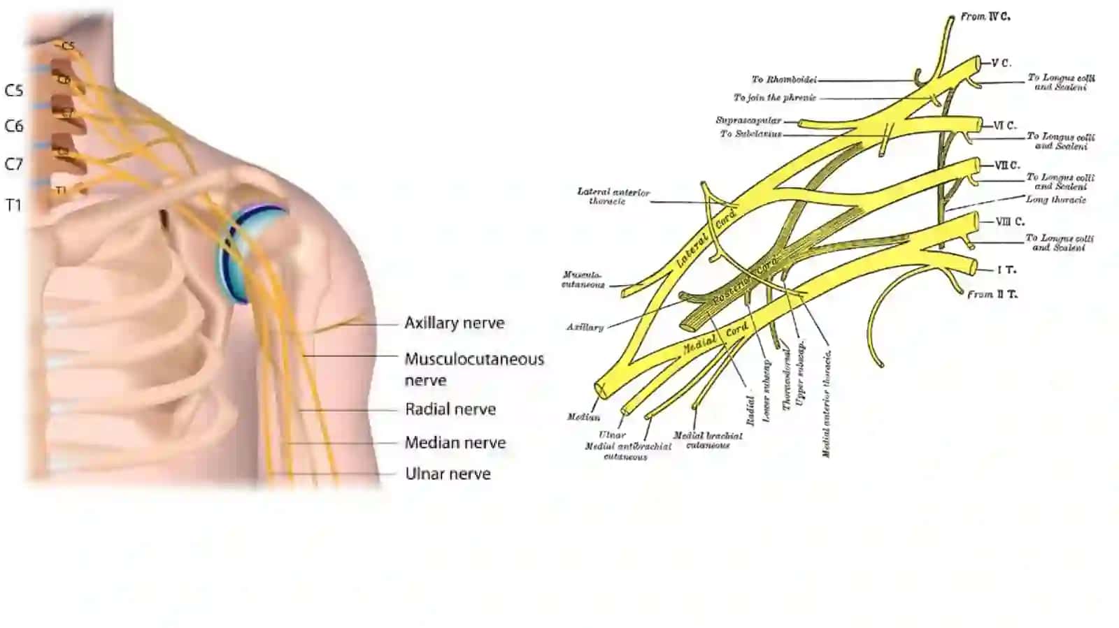 DIAnatomiya 2