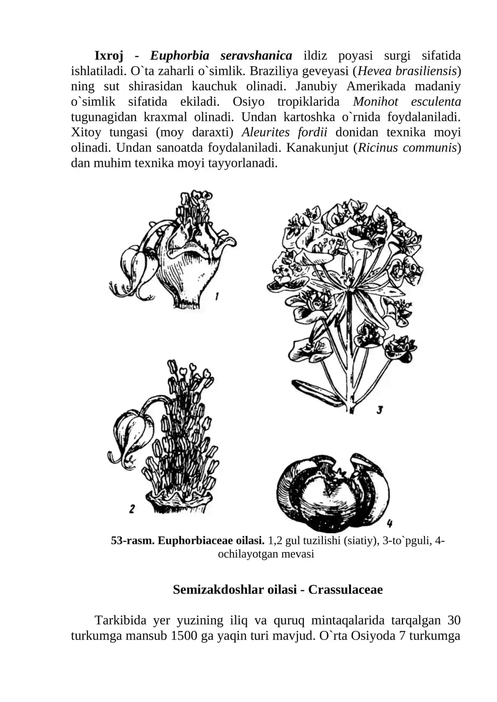 Sutlamanamolar qabilasi – Euphorbiales 2