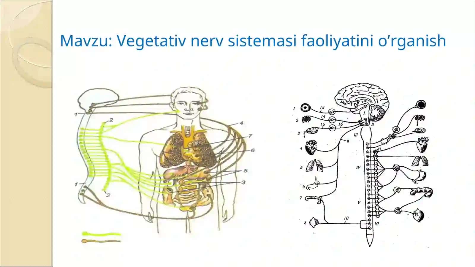 Vegetativ nerv sistemasi faoliyatini o’rganish 2