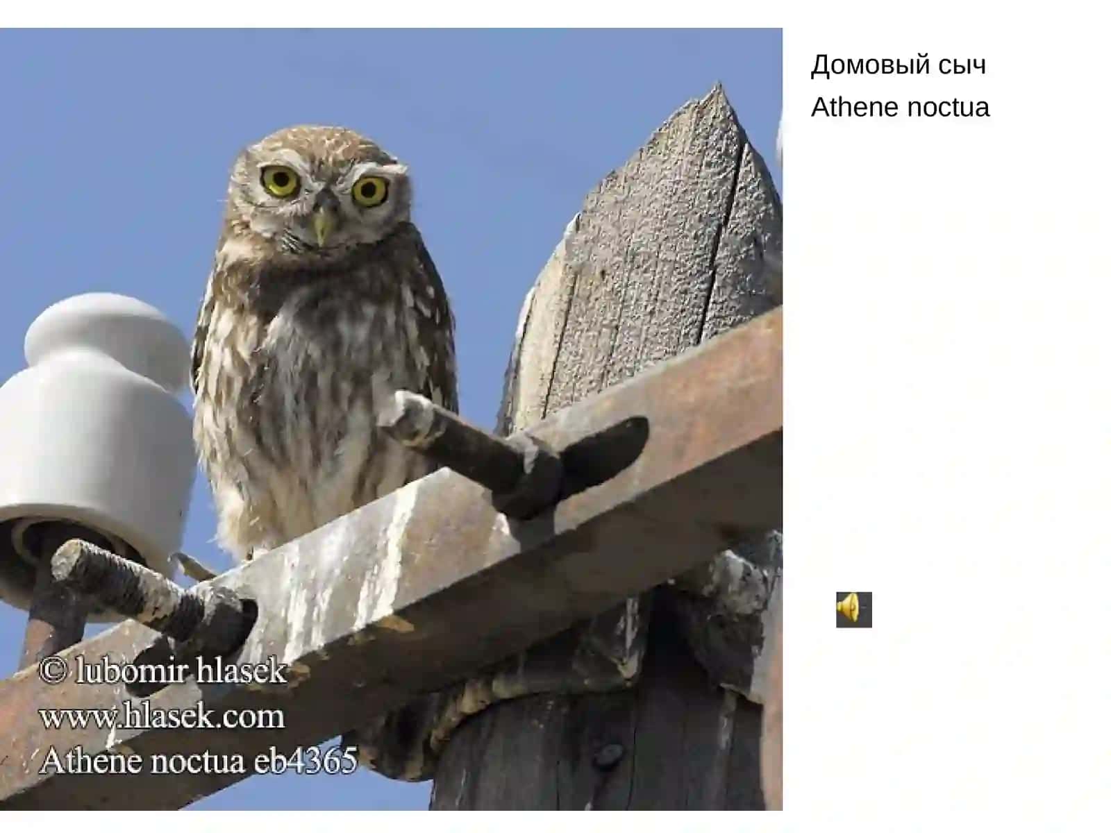 Птицы населенных пунктов 2