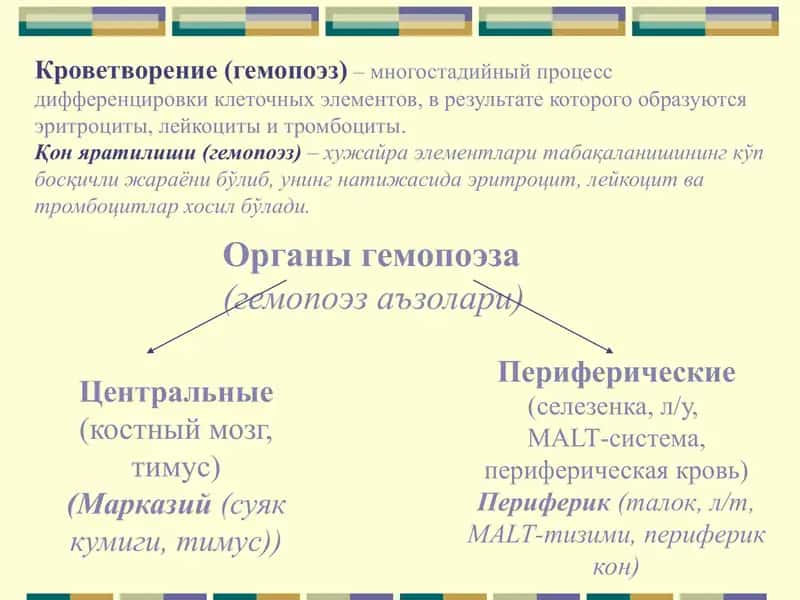 Кроветворение 2