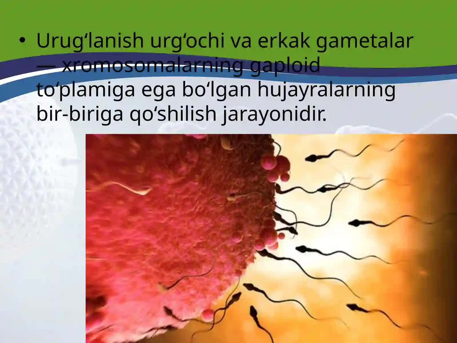 TUXUM HUJAYRA QOBIQLARI VA UNING XILLARI BLASTULA 2