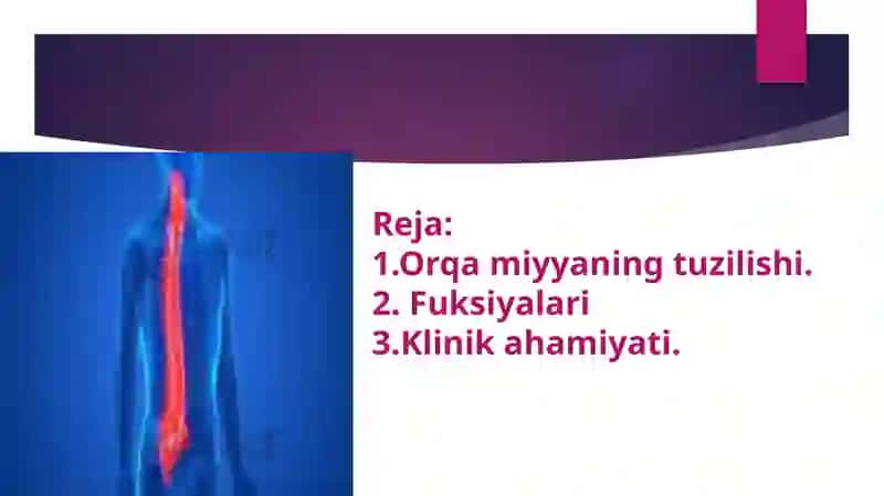 Orqamiyyaning tuzilishi 2