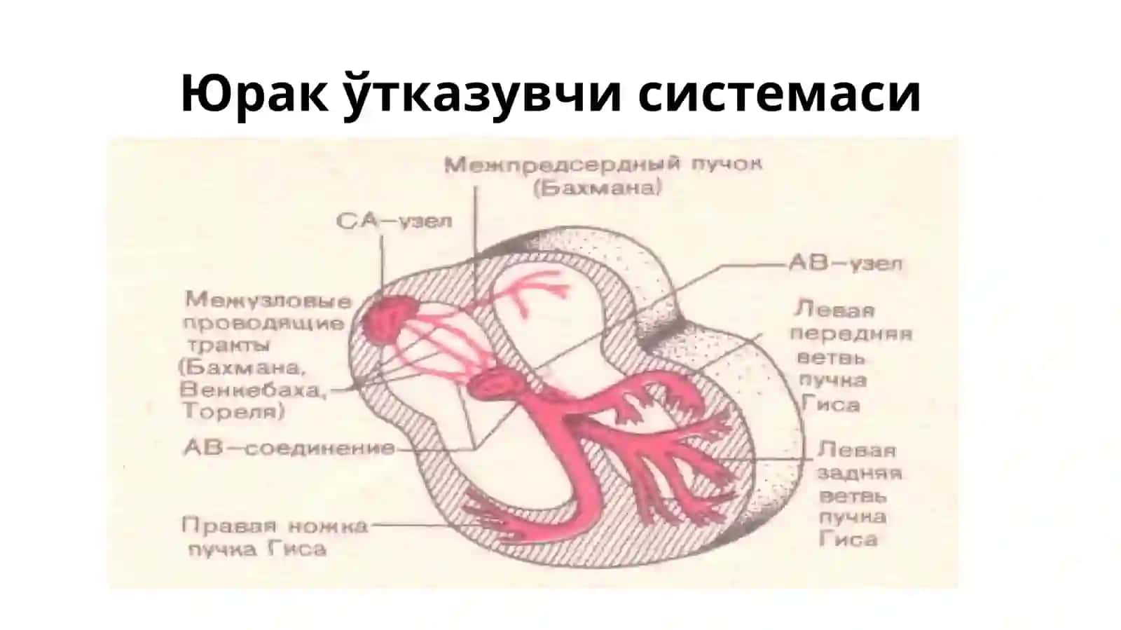 Koronar tomir yetishmovchiligidagi EKG belgilari 2