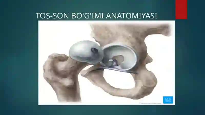 TOS-SON BO'G'IMI ANATOMIYASI Koksartroz va Gonoartroz 2
